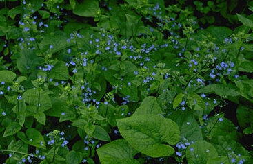 Brunnera macrophylla 'Looking Glass'-0