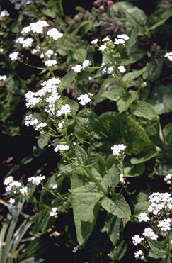 Brunnera macrophylla 'Betty Bowring'-0