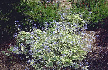 Brunnera macroph. 'Hadspen Cream'-0