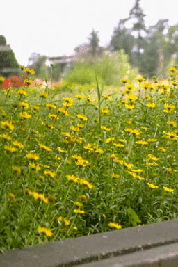 Buphthalmum salicifolium-0