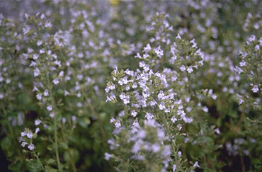 Calamintha nepeta-0