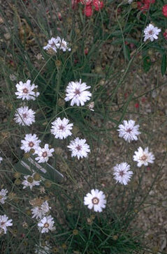 Campanula carp. 'Alba'-0