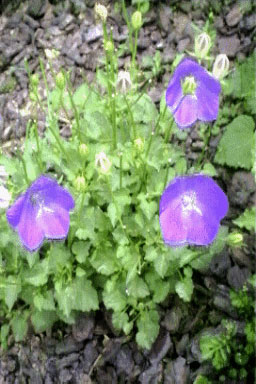 Campanula carpatica-0