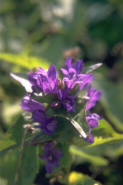 Campanula glomerata 'Acaulis'-0