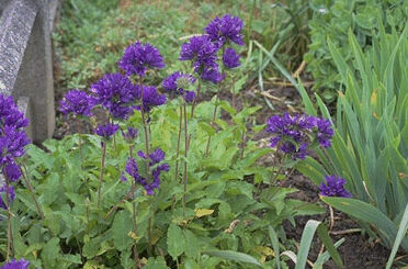 Campanula glomerata 'Superba'-0