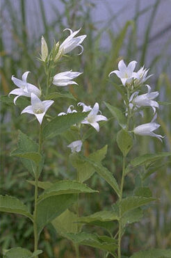 Campanula lact. 'Alba'-0