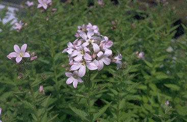 Campanula lactiflora 'Loddon Anna'-0