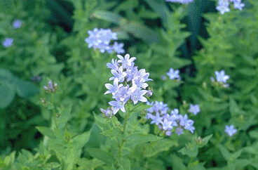 Campanula lactiflora 'Prichard's Variety'-0