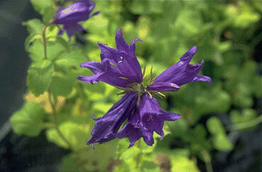 Campanula latifolia var. macrantha-0