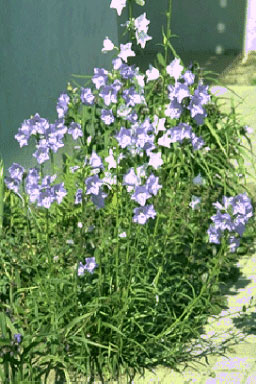 Campanula persicifolia-0