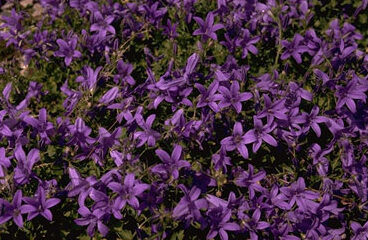 Campanula portenschlagiana-0