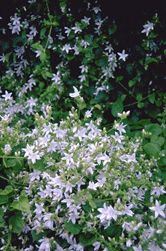 Campanula poscharsk. 'E.H. Fro-0