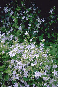 Campanula poscharsk. 'E.H. Frost'-0