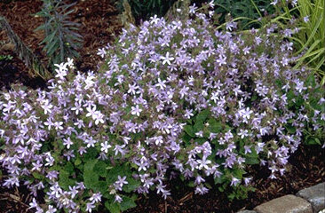 Campanula poscharsk. 'Lisdigga-0