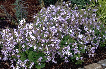 Campanula poscharsk. 'Lisduggan Variety'-0