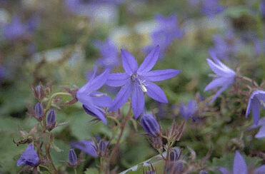 Campanula poscharskyana-0