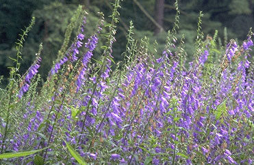 Campanula rapunculoides-0