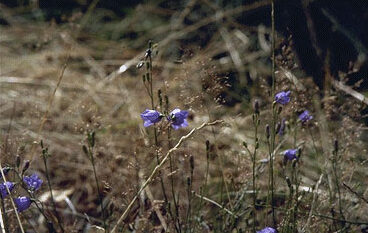 Campanula rotundifolia-0