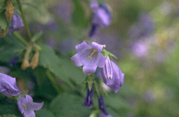 Campanula trachelium-0