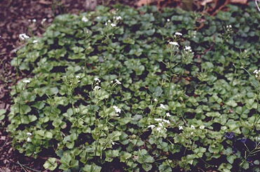 Cardamine trifolia-0