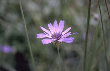 Catananche caerulea-0