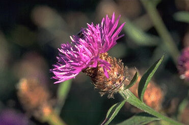 Centaurea jacea-0