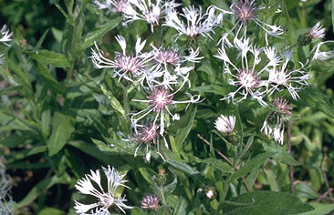 Centaurea montana 'Alba'-0