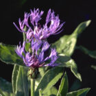 Centaurea montana 'Grandiflora'-292