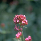 Centranthus ruber-293