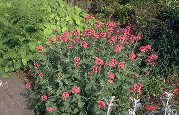 Centranthus ruber 'Coccineus'-0