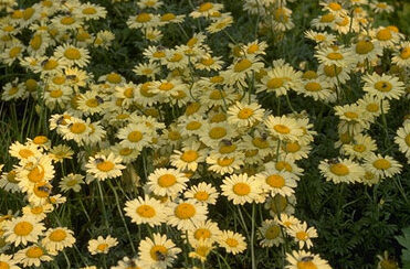 Chrysanthemum coccineum-0