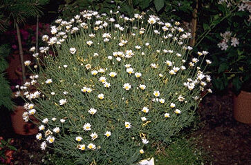 Chrysanthemum frutescens-0