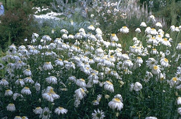 Chrysanthemum m. 'Wirral Supre-0