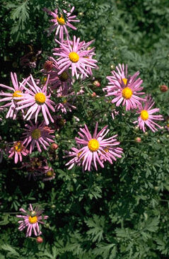 Chrysanthemum rub. 'Clara Curtis'-0