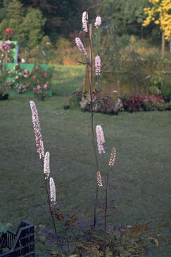 Actaea ramosa 'Atropurpurea'-0