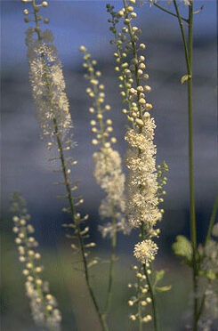 Actaea ramosa 'Brunette'-0