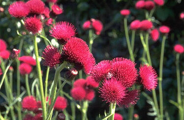 Cirsium rivulare 'Atropurpureum'-0