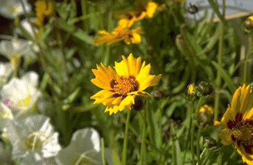 Coreopsis grandif. 'Sonnenkind-0