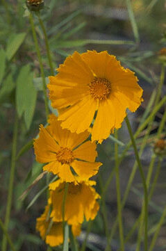 Coreopsis grandiflora-0