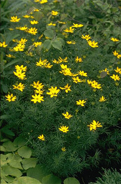 Coreopsis vert. 'Grandiflora'-0