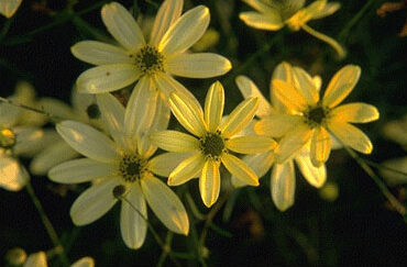 Coreopsis verticillata 'Moonbeam'-0