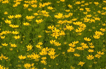 Coreopsis vert. 'Zagreb'-0