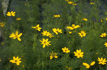 Coreopsis verticillata-0