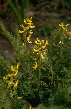 Corydalis cheilanthifolia-0