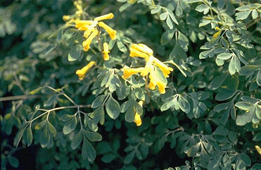 Corydalis lutea-0