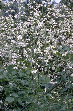 Crambe cordifolia-0