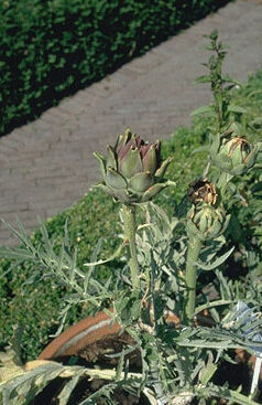 Cynara cardunculus-0