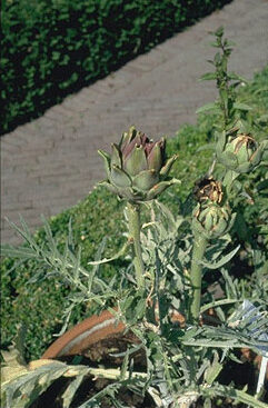 Cynara scolymus-0