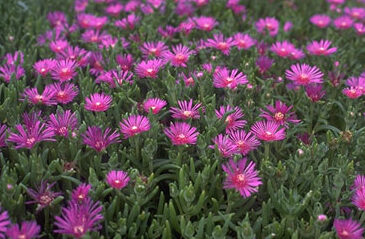 Delosperma cooperii-0