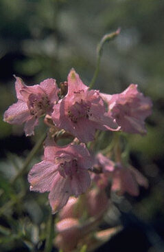 Delphinium ruys. 'Pink Sensati-0